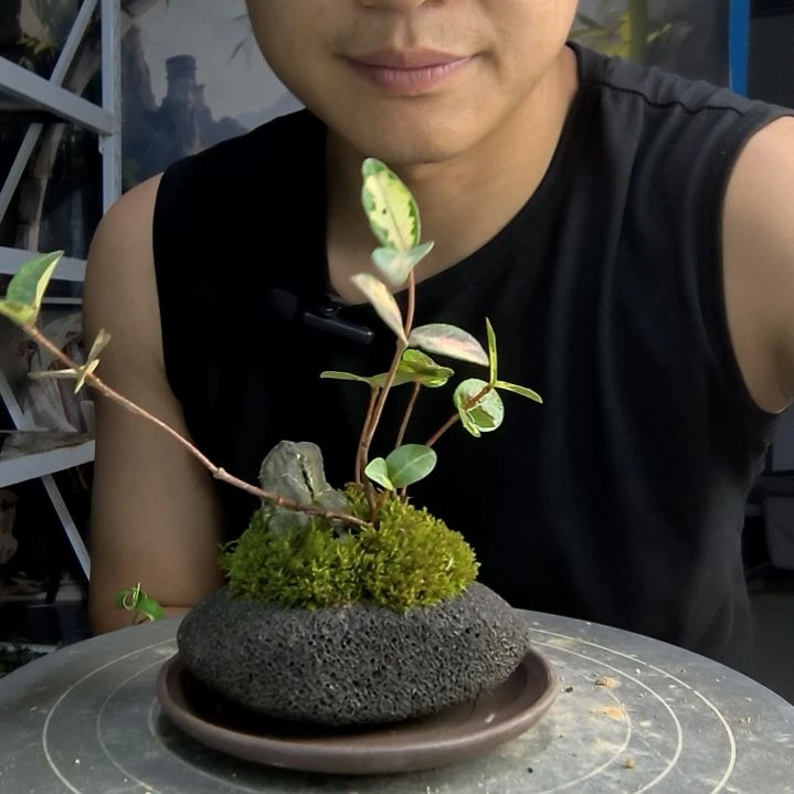 玉*花中青园艺一物一拍190