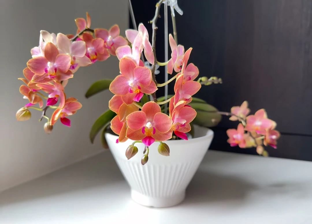 （香妃瑕疵苗）蝴蝶兰 2.8寸杯 蜡质花 带香味 多花剑