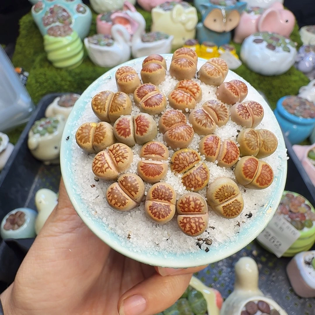 多肉植物福利冲1253