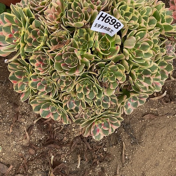 多肉植物七彩石698多肉