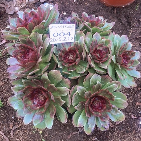 2.14-4红丝绒多肉植物