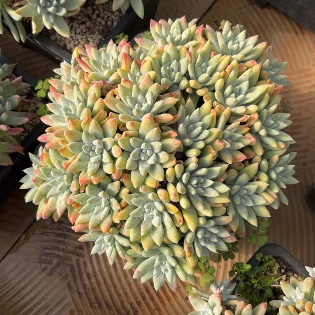 白姆，仙女杯多肉。