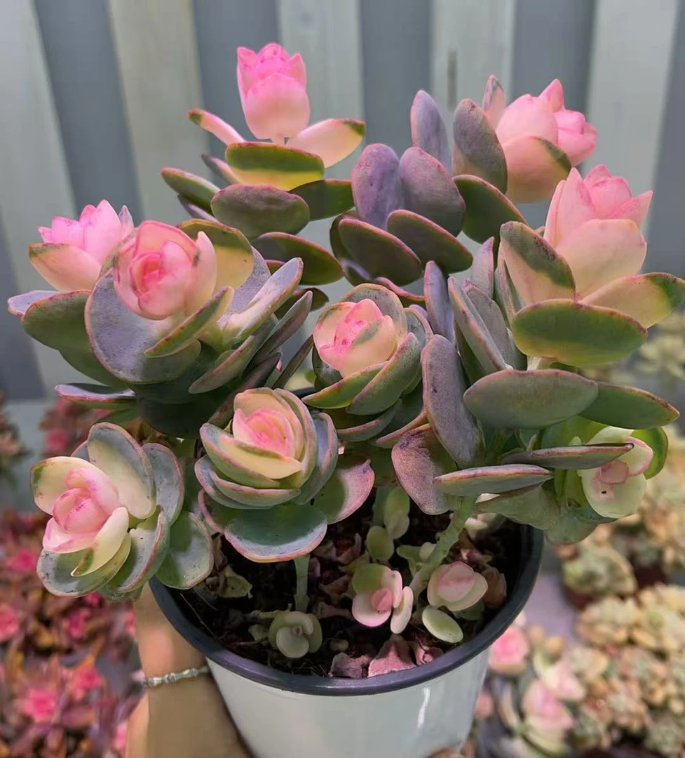 【贝壳锦】云南精品多肉120盆贝壳锦基地直发满两单包邮