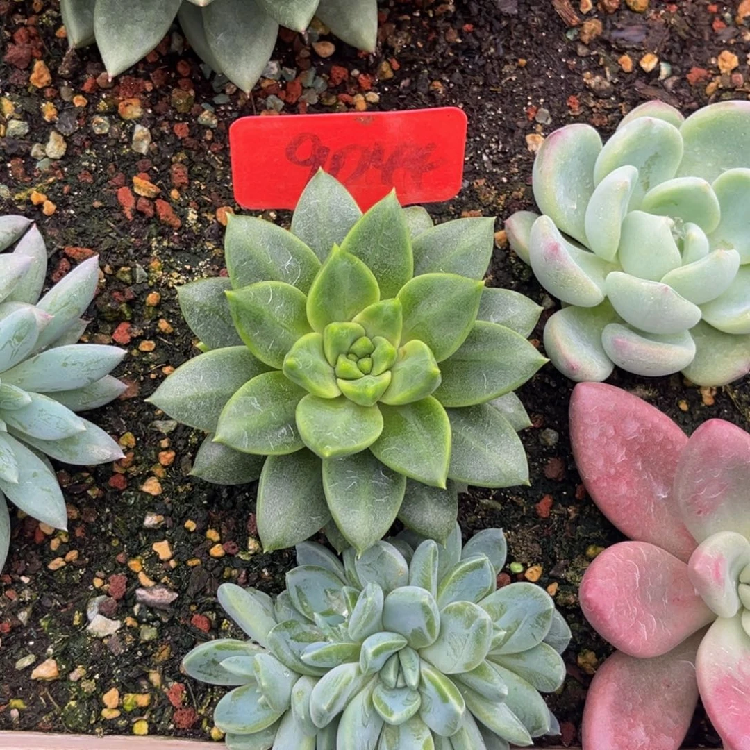 9044号上午多肉植物群生