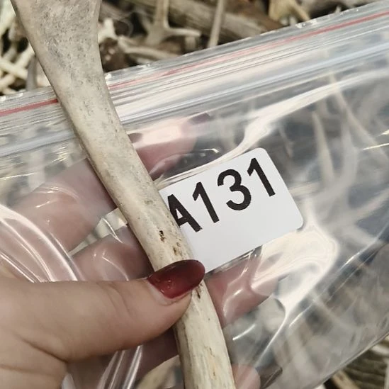 *****鹿角鹿角鹿角鹿角鹿角鹿角