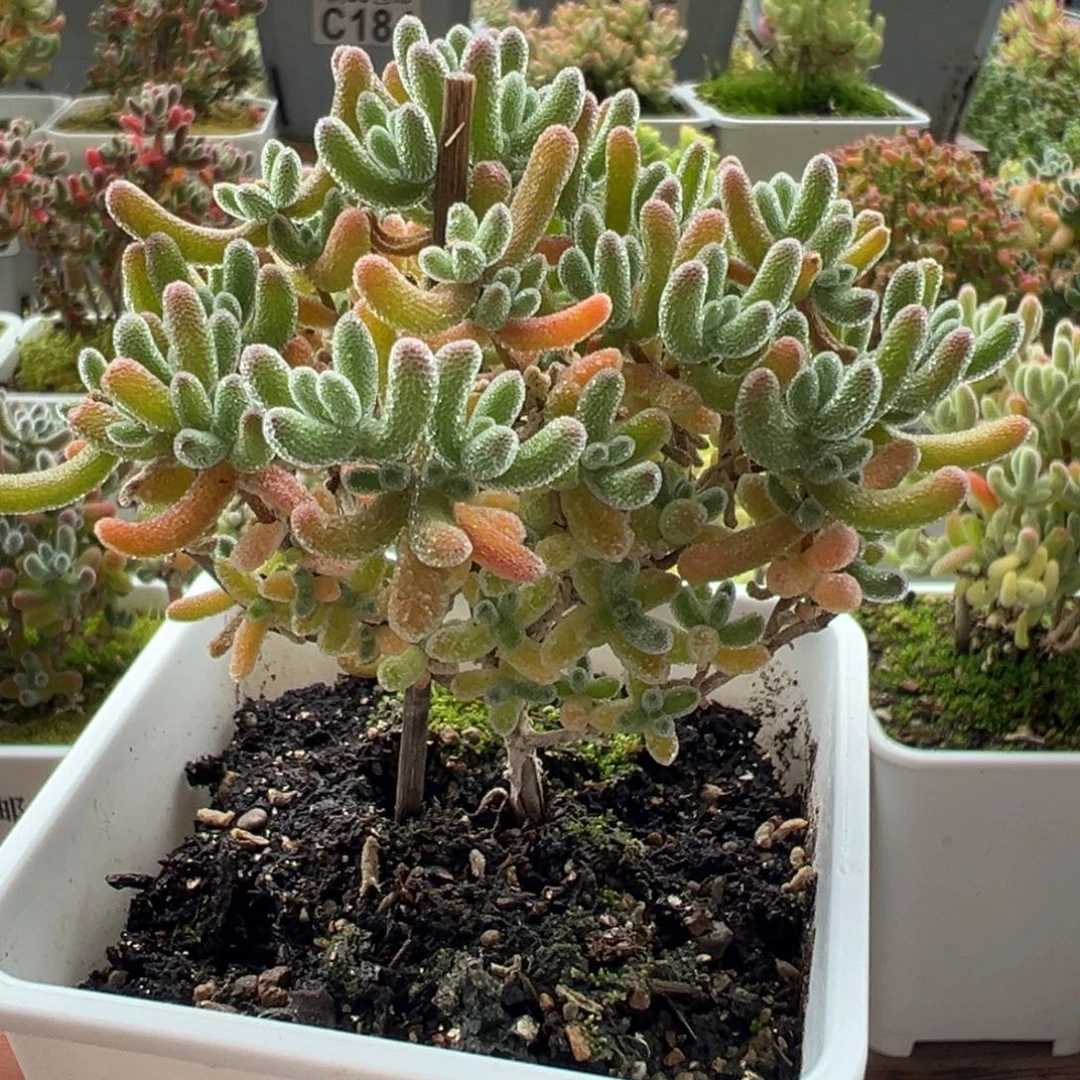 7-372奶油冰小树七方盆老桩