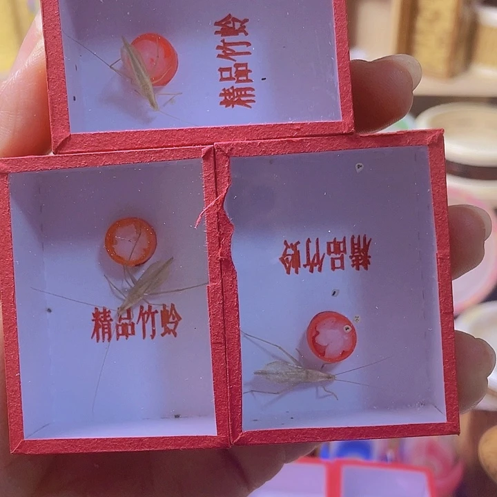 图***0黑金大蛉3啊啊啊啊啊
