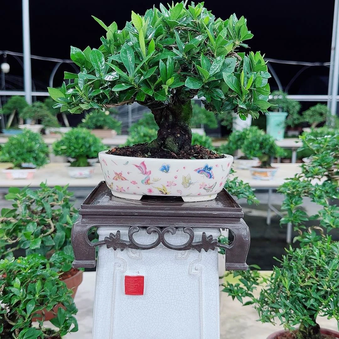 s***邦一寸法师栀子花一寸