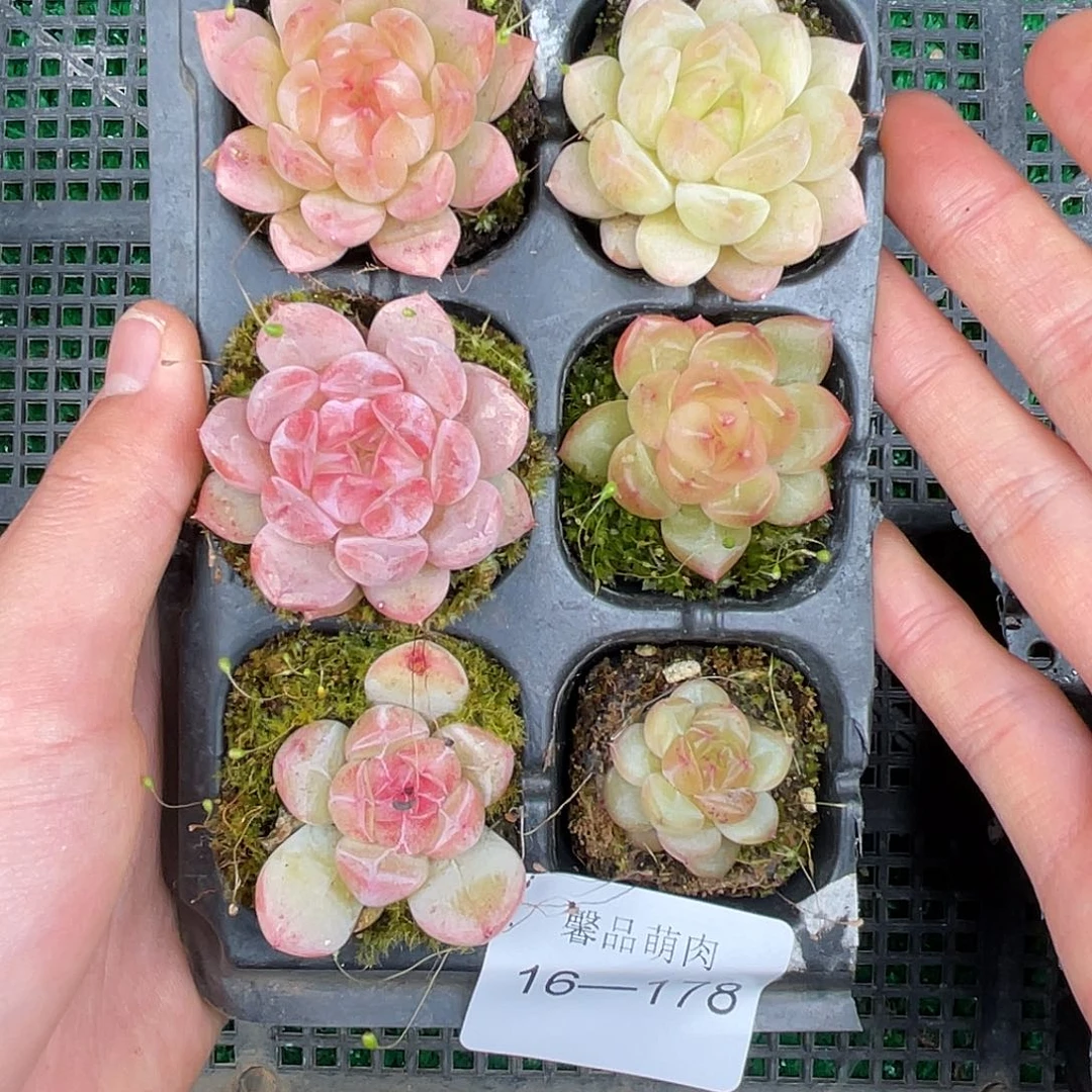 精品多肉一物一拍16-178