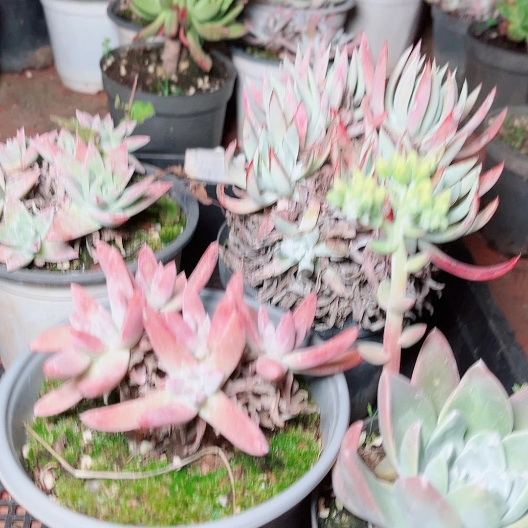 5146四盆仙女杯多肉