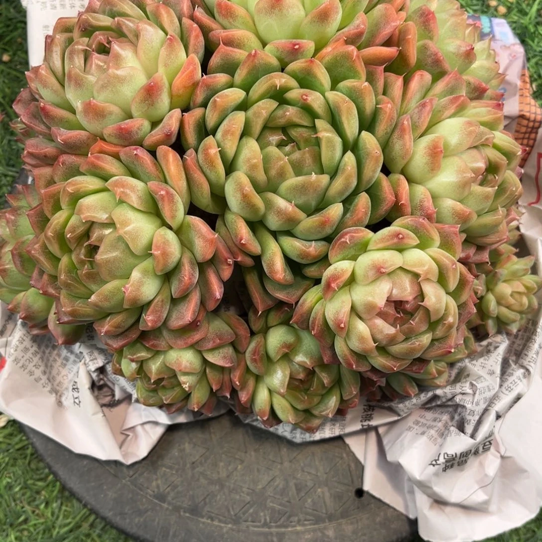 红陶果**欣同欣姐杂交杂交