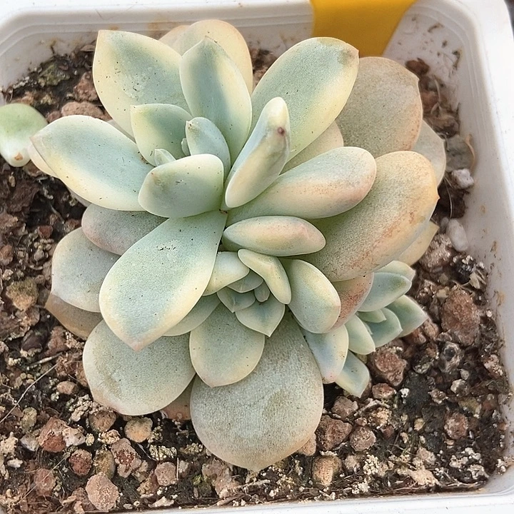 多肉植物梦露锦622多肉