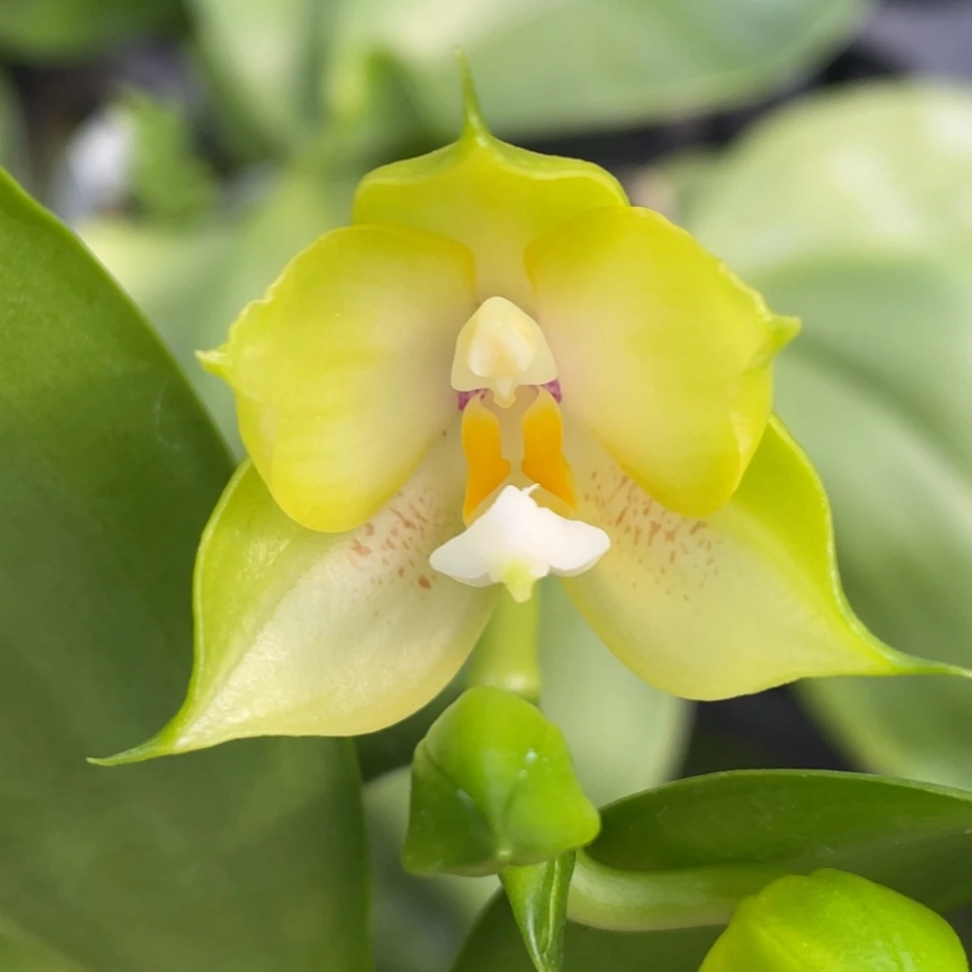 当前无花栽培后可以开花