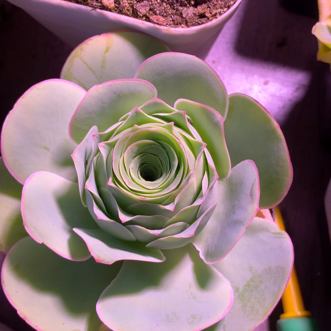 茄*一物一拍武媚娘066