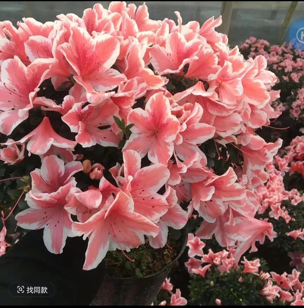 比利时杜鹃花，百合，新号开播福利多多杜鹃花直播间现场发货
