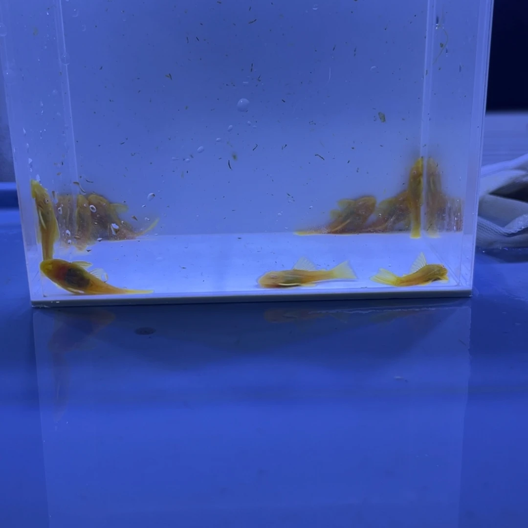 孔雀鱼胡子十条开箱视频报损