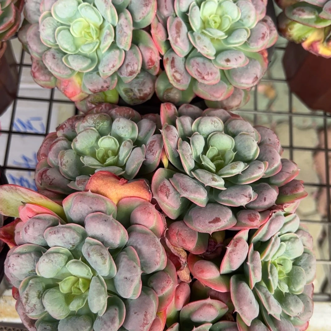 雨滴群生多肉植物