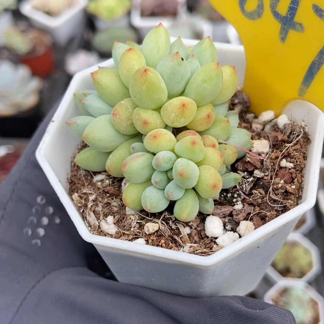 847萤火虫多肉植物多肉