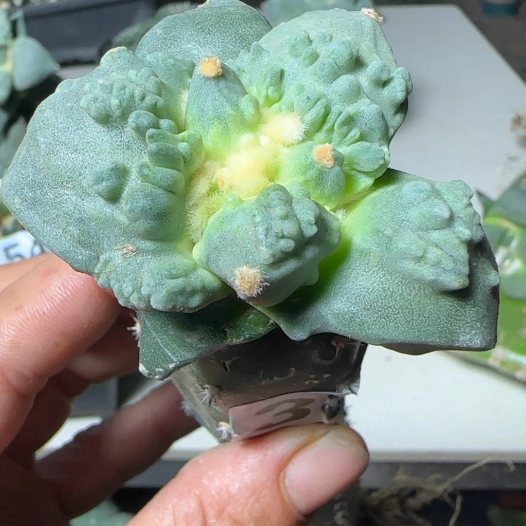 湫***.无花朵优选满怒383