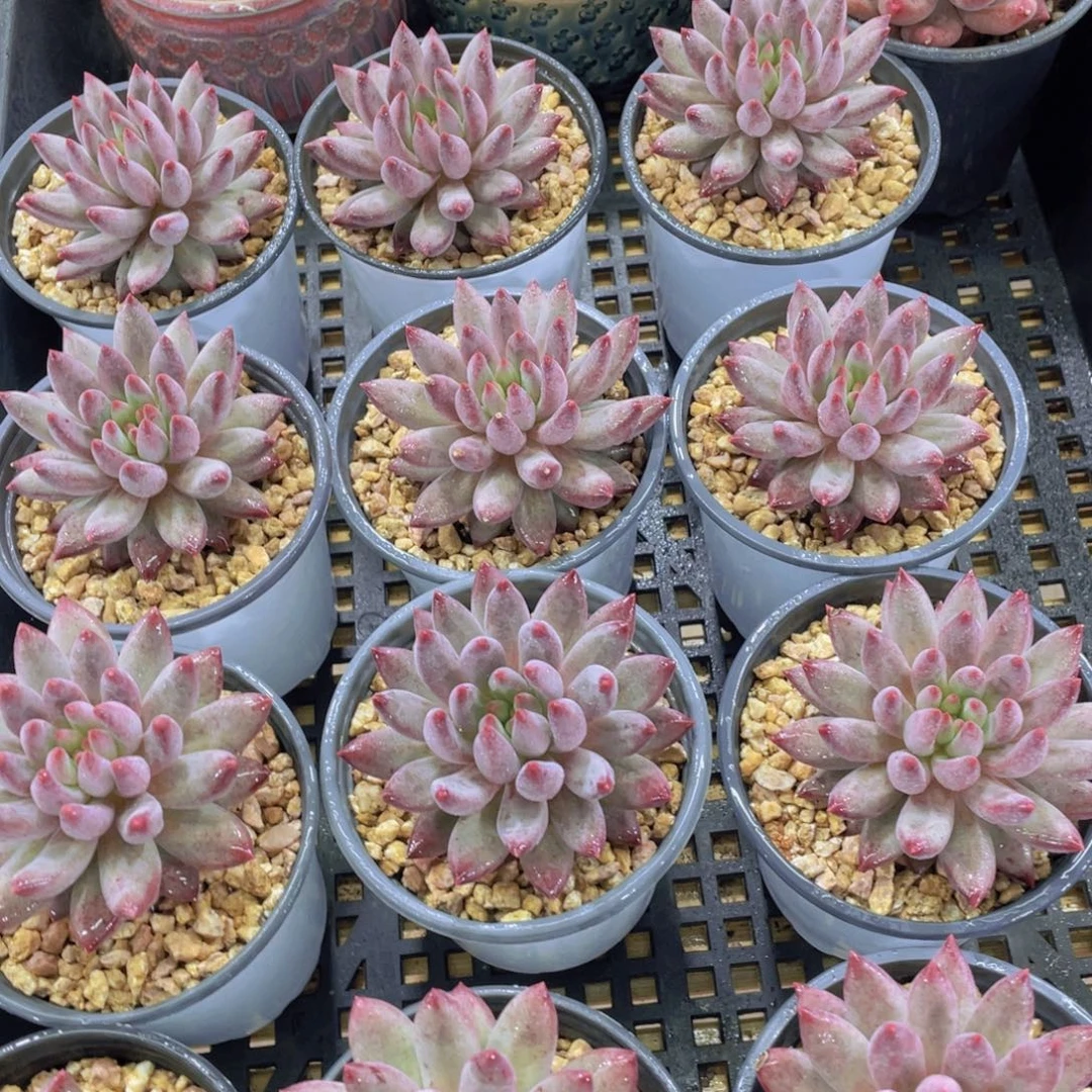 量拍28号 红体虞美人单头一个