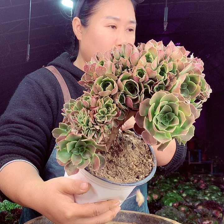 柒柒精品多肉脱土发货不包断侧枝S275