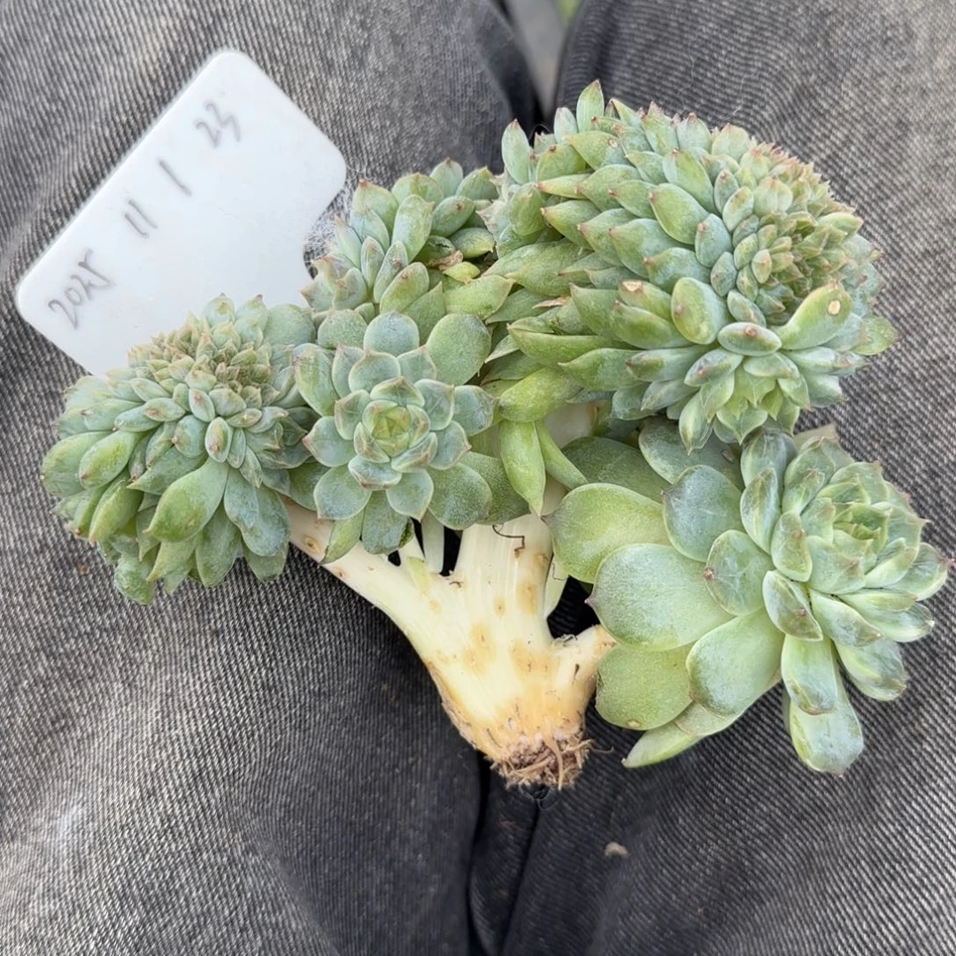 一物一拍秘境冰魄龙头树缀23