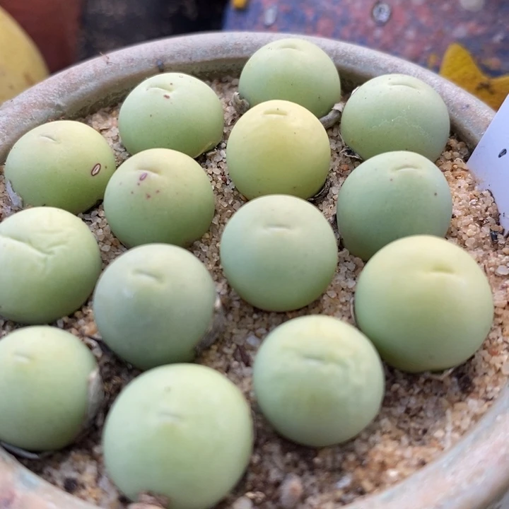 鸽子蛋1颗1厘米左右