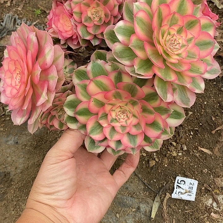 多肉植物倾城510多肉