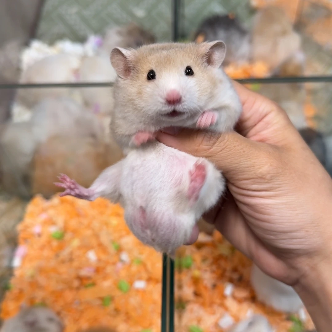 短直毛黑眼肉桂波弟弟