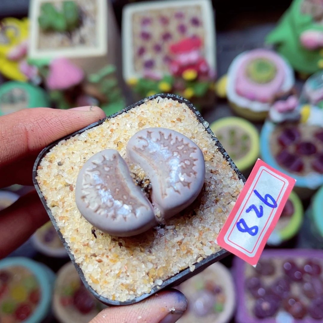 826生石花带盆发