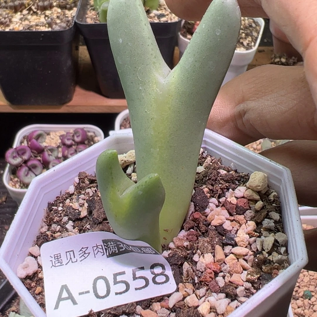 多肉植物1111111111111