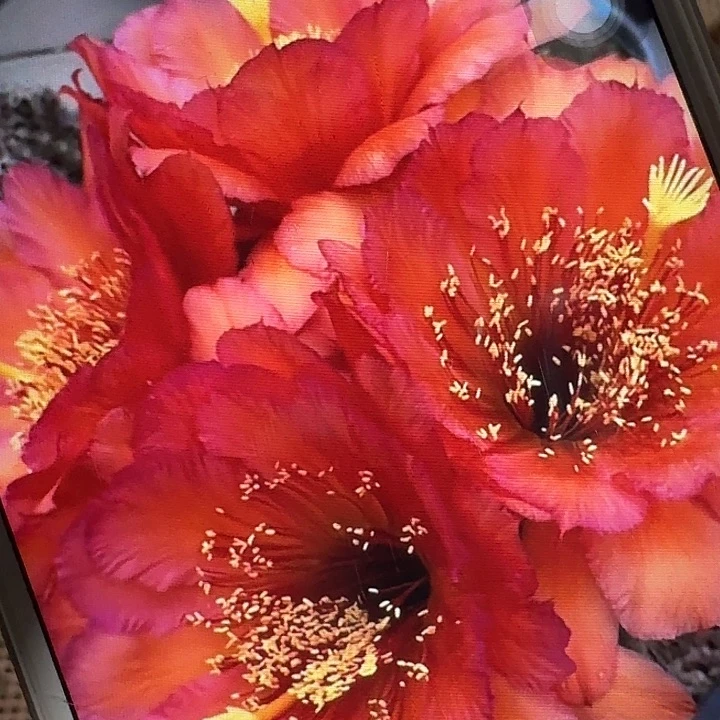 vr11 侧芽5公分左右毛花柱（20包邮）