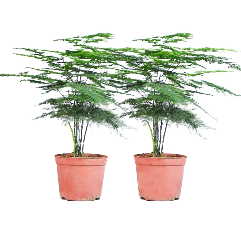 小文竹绿植盆栽桌面办公室易养护四季常青老根文雅好养植物盆景