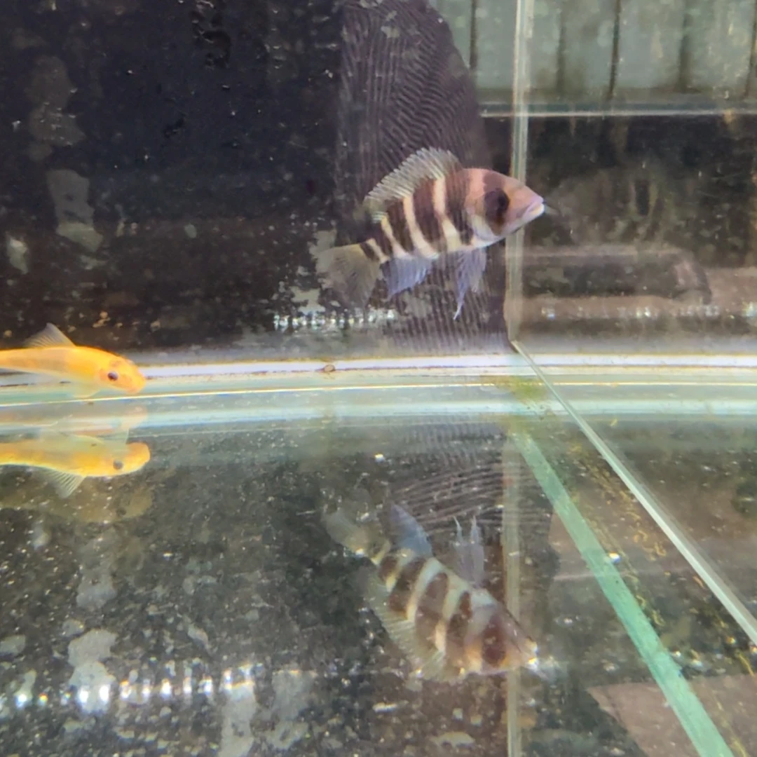 慈鲷863布隆迪六间。
