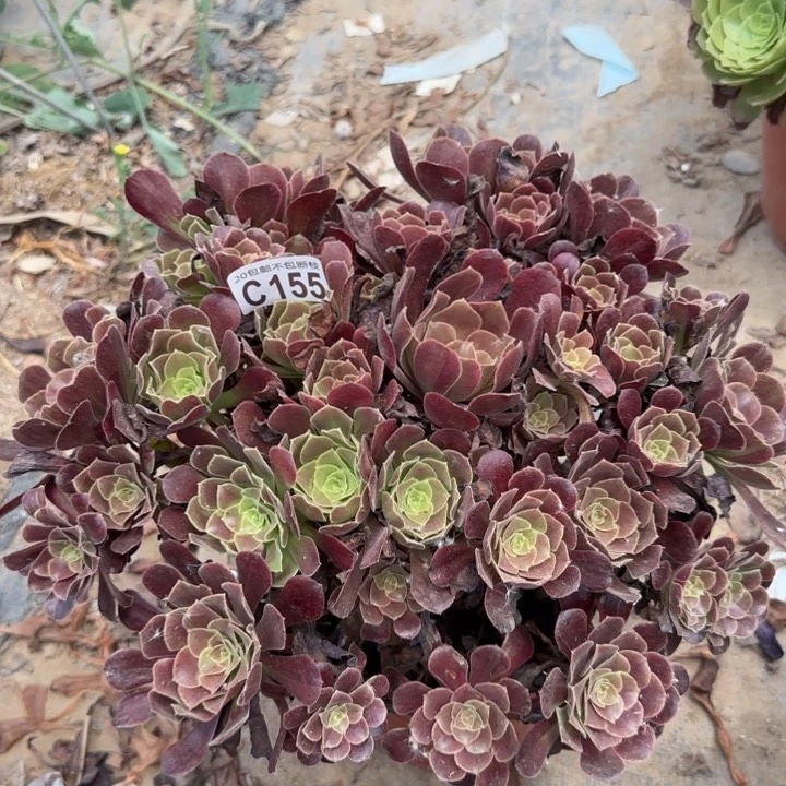 欧紫……多肉植物……