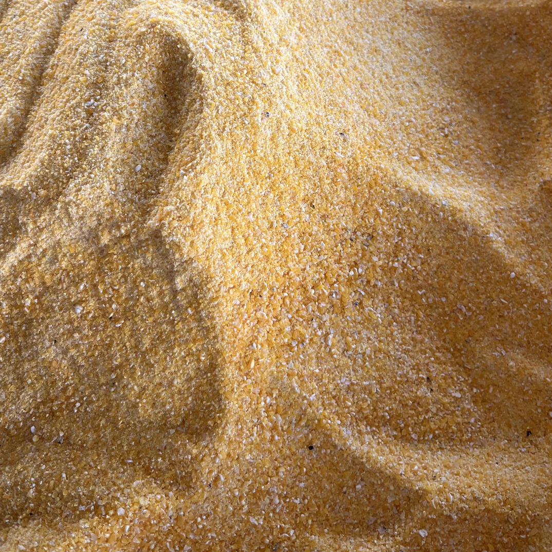 麦子成熟了苏北农家玉米糁（颗粒粗一些）