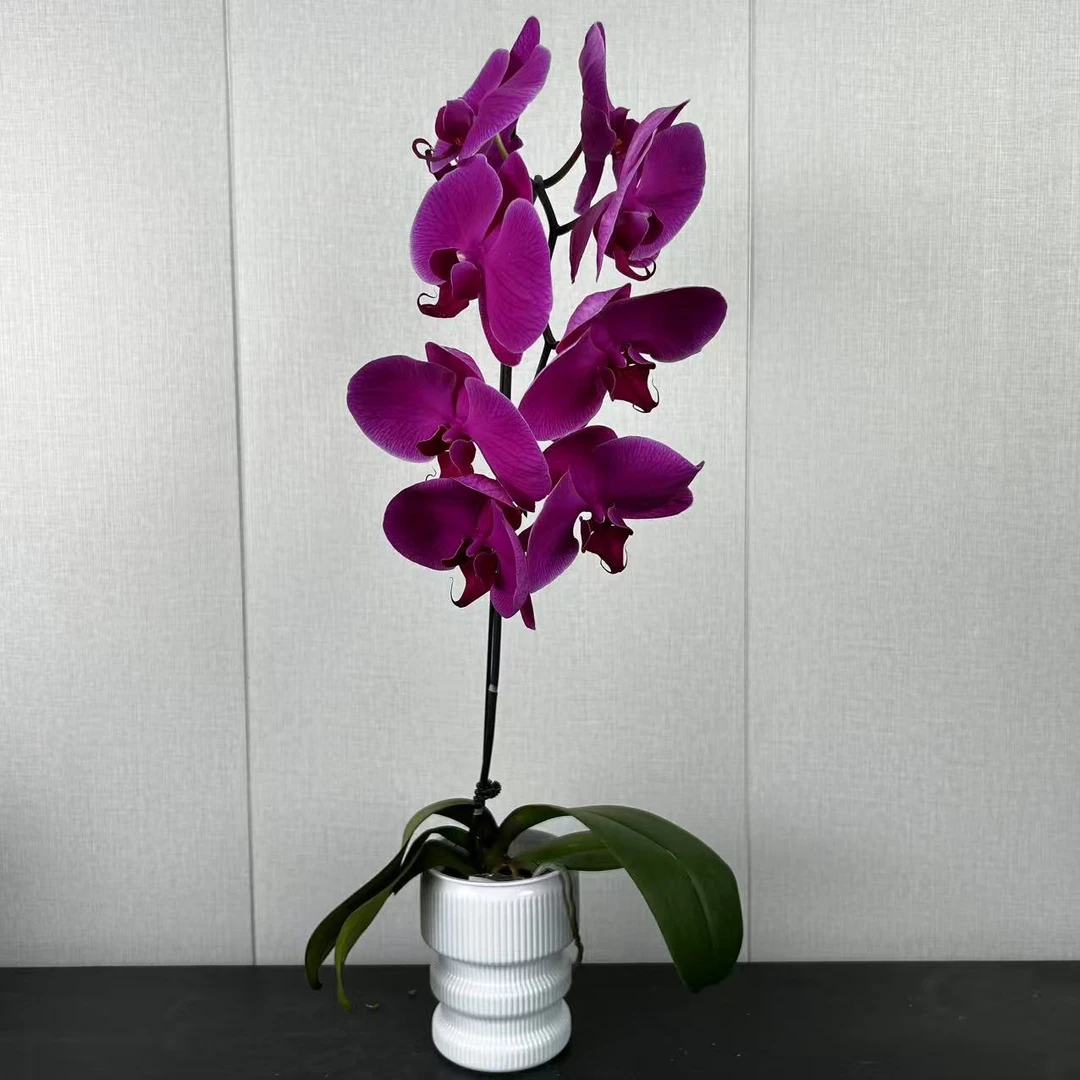 【花之漫】（紫玫瑰）3.0寸杯单剑蝴蝶兰盆栽