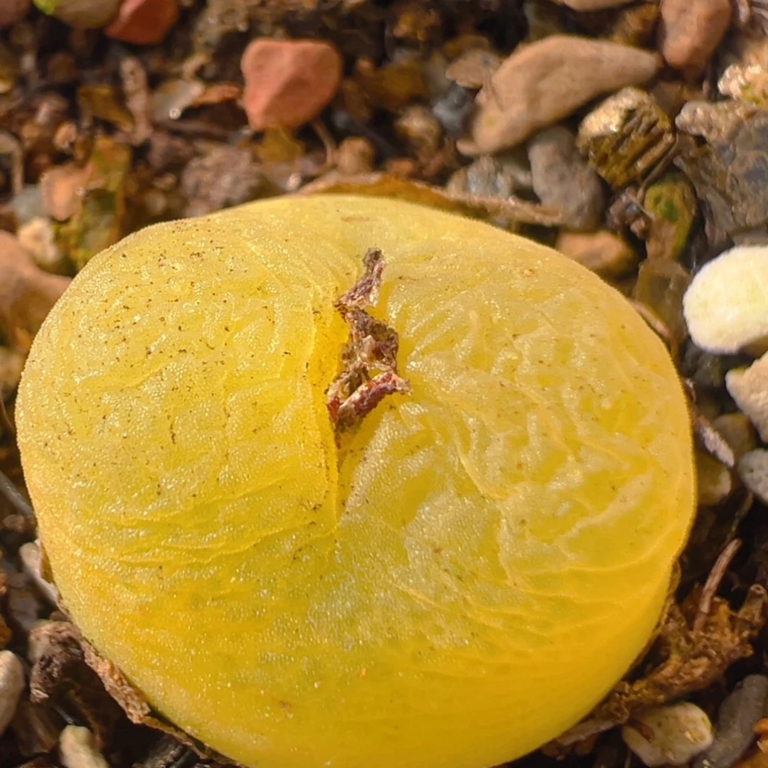 111多肉植物百科知识