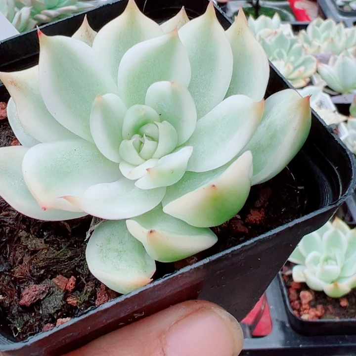 吉娃娃锦多肉植物326