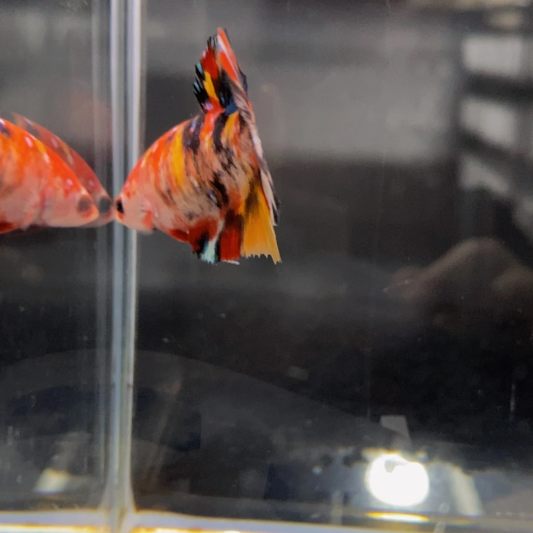 斗鱼263巨斗111111