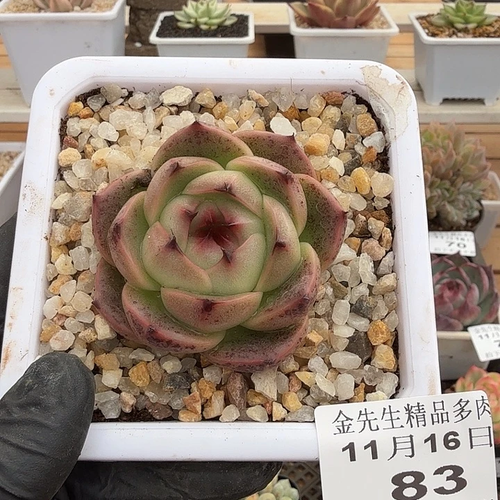 1116-83魔龙单头a