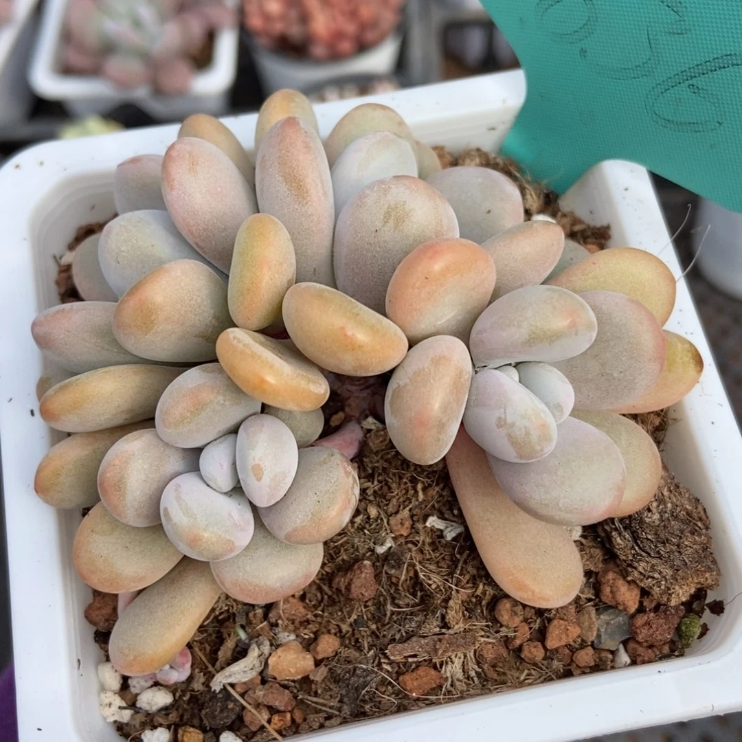 1836粉兔多肉植物保护