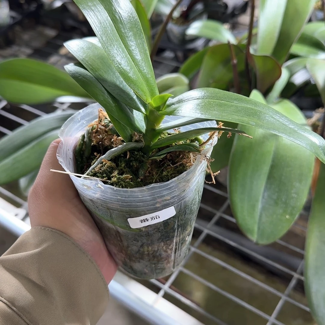 无花朵3.0寸番茄苗