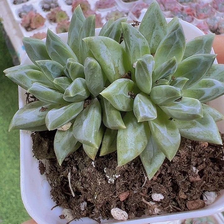 双头甲骨文19包邮多肉植物