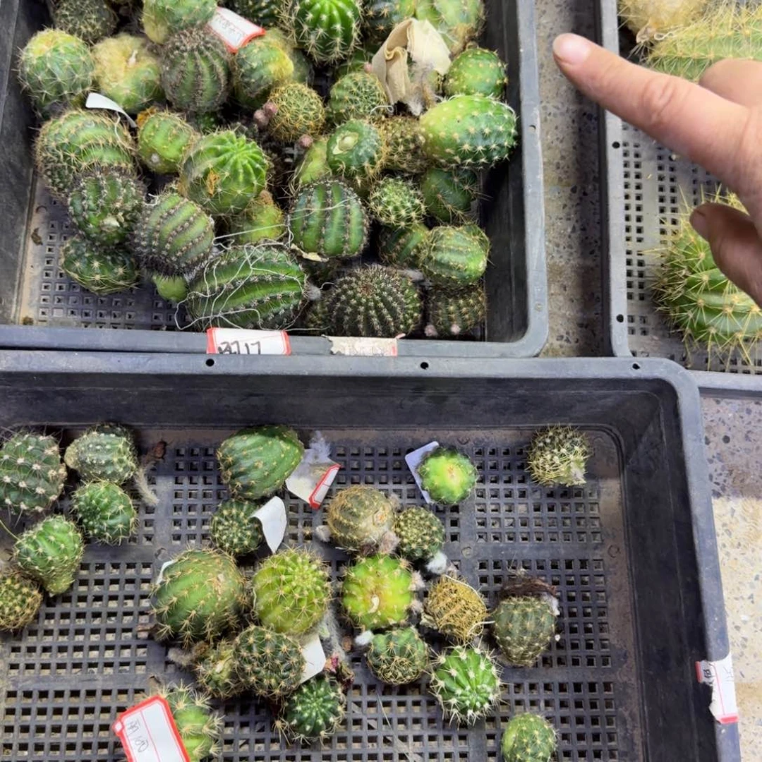 379无名丽花歪无根侧牙3公分左右，2个品种，20包邮