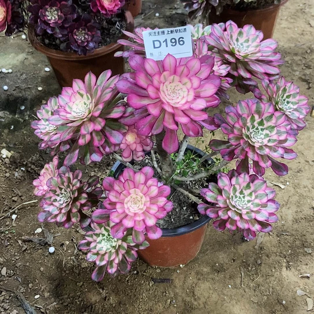 宏*多肉19600000000000