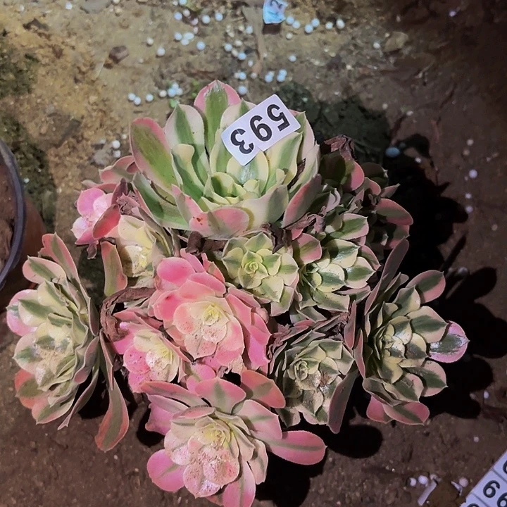 593女妖多肉植物不售后