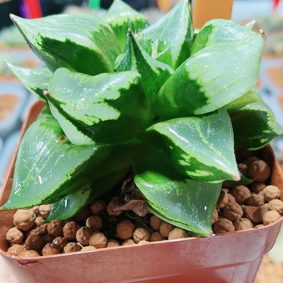 【闪购商品】裹斑若