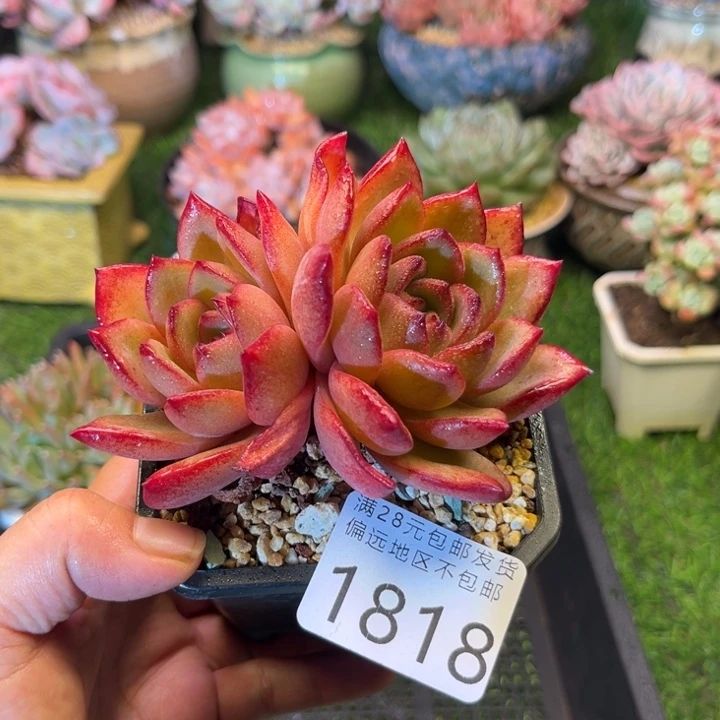 大1818，vzgzvxbxbvbb