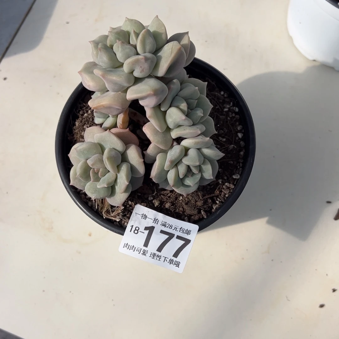 ?****ღ超奶多肉多肉多肉多肉